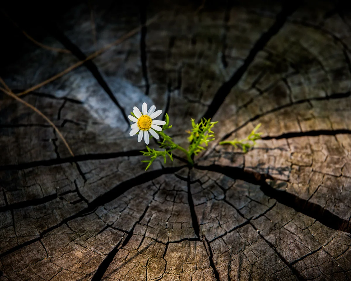 Low Dog Resilience Blog-1 (1) flower