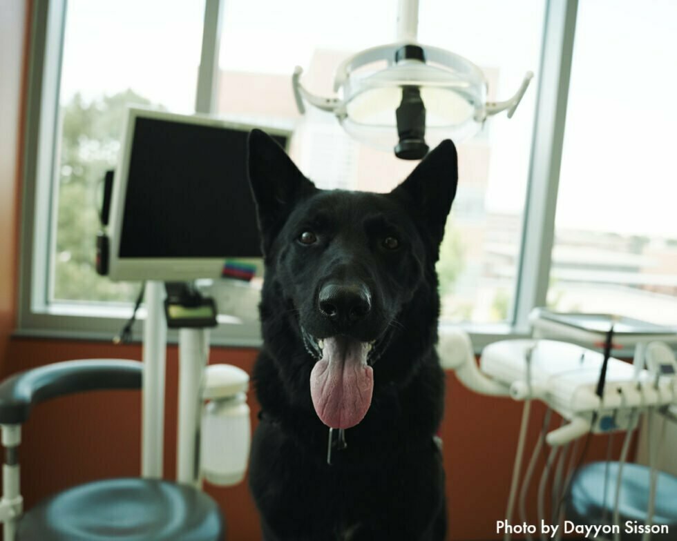 A Pawsitive Dentist Appointment The Impact of Providing Therapy Dogs